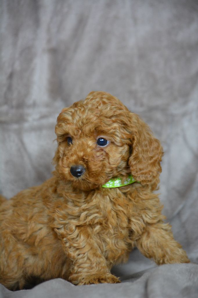 Of Aveburry Queen - Chiots disponibles - Caniche