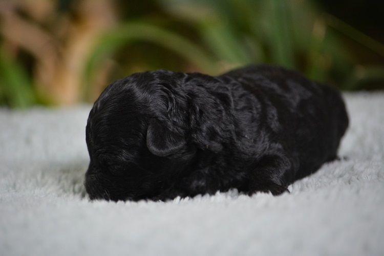 Of Aveburry Queen - Chiots disponibles - Caniche