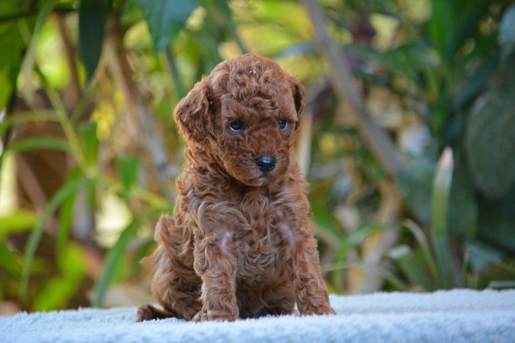 Of Aveburry Queen - Chiots disponibles - Caniche