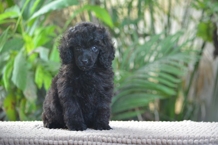 Of Aveburry Queen - Chiots disponibles - Caniche