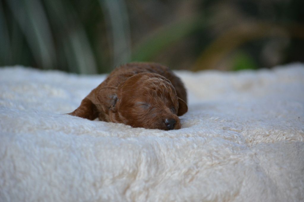 Of Aveburry Queen - Chiots disponibles - Caniche