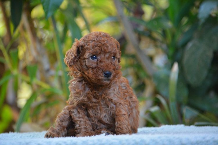 Of Aveburry Queen - Chiots disponibles - Caniche