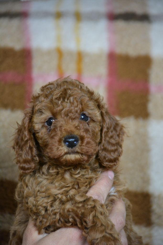 Of Aveburry Queen - Chiots disponibles - Caniche