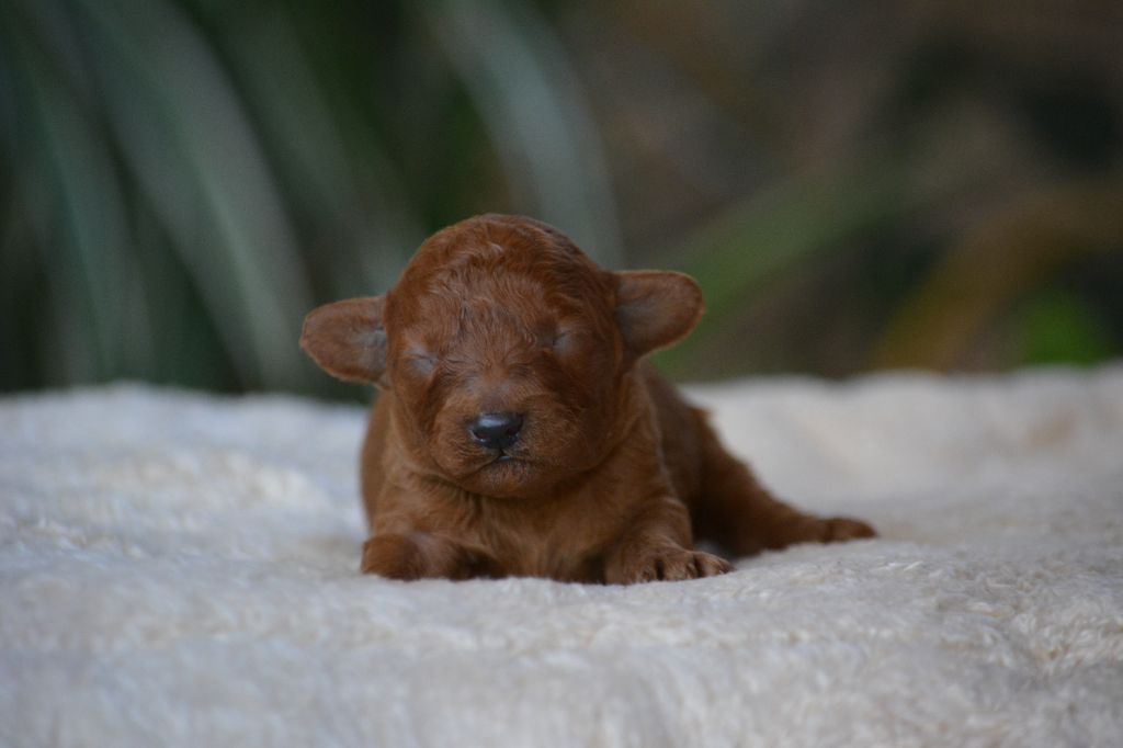 Of Aveburry Queen - Chiots disponibles - Caniche