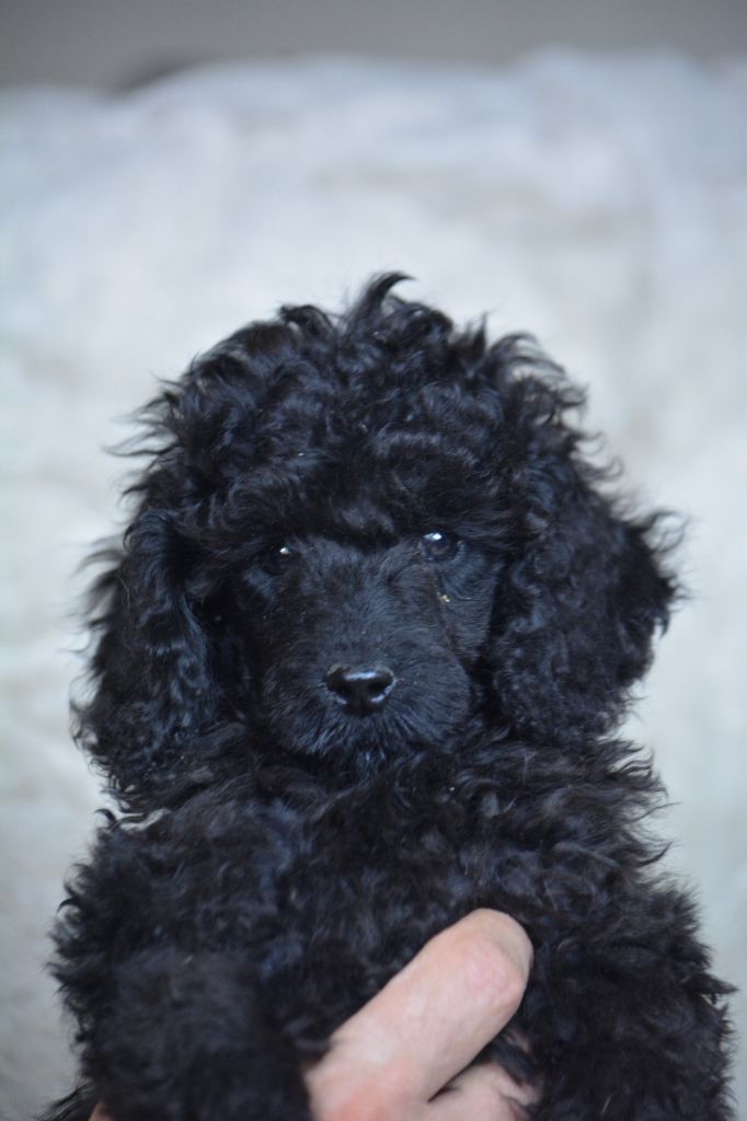 Of Aveburry Queen - Chiots disponibles - Caniche