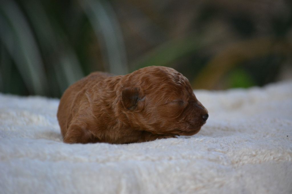 Of Aveburry Queen - Chiots disponibles - Caniche