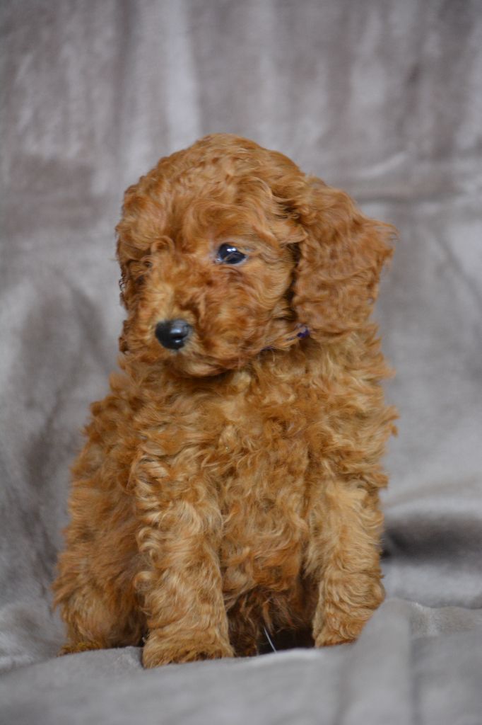 Of Aveburry Queen - Chiots disponibles - Caniche