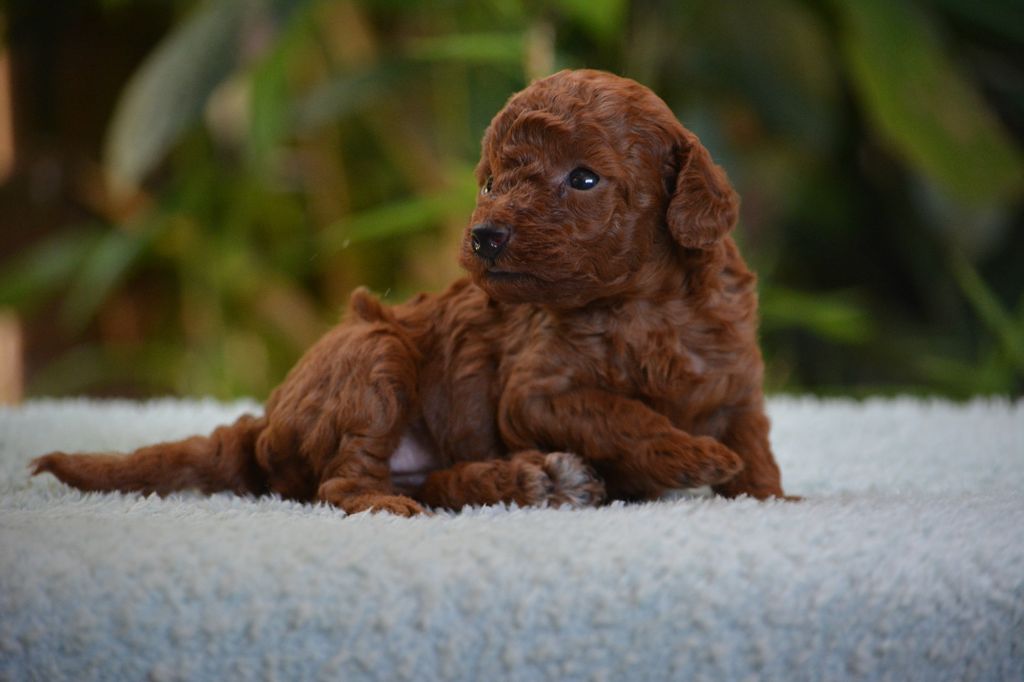 Chiot Caniche Of Aveburry Queen