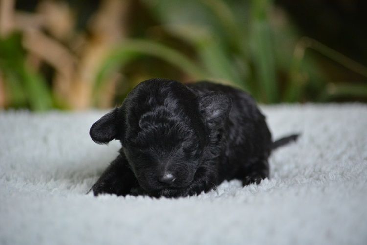 Of Aveburry Queen - Chiots disponibles - Caniche