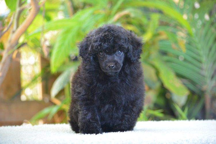 Of Aveburry Queen - Chiots disponibles - Caniche