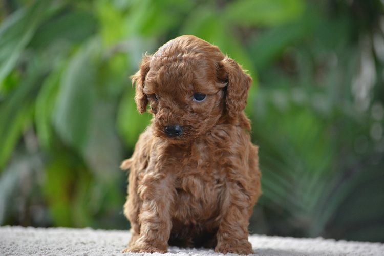 Of Aveburry Queen - Chiots disponibles - Caniche