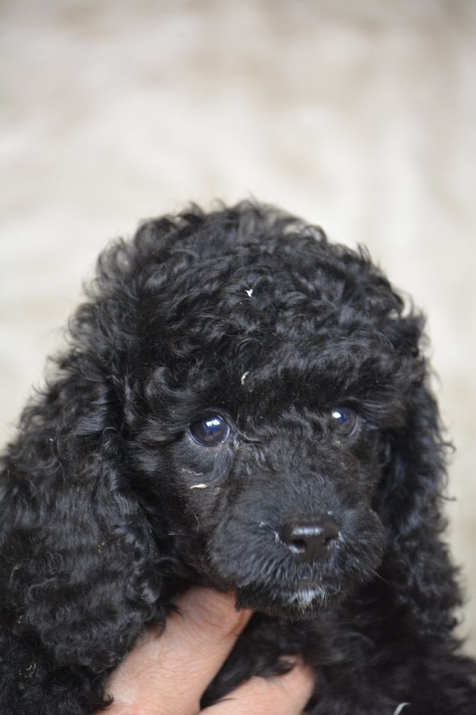 Of Aveburry Queen - Chiots disponibles - Caniche