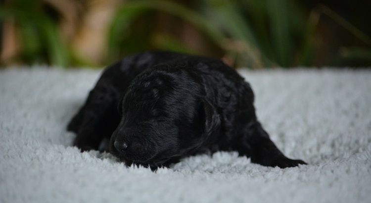 Of Aveburry Queen - Chiots disponibles - Caniche