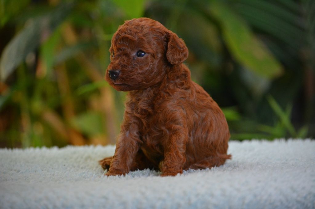 Of Aveburry Queen - Chiots disponibles - Caniche