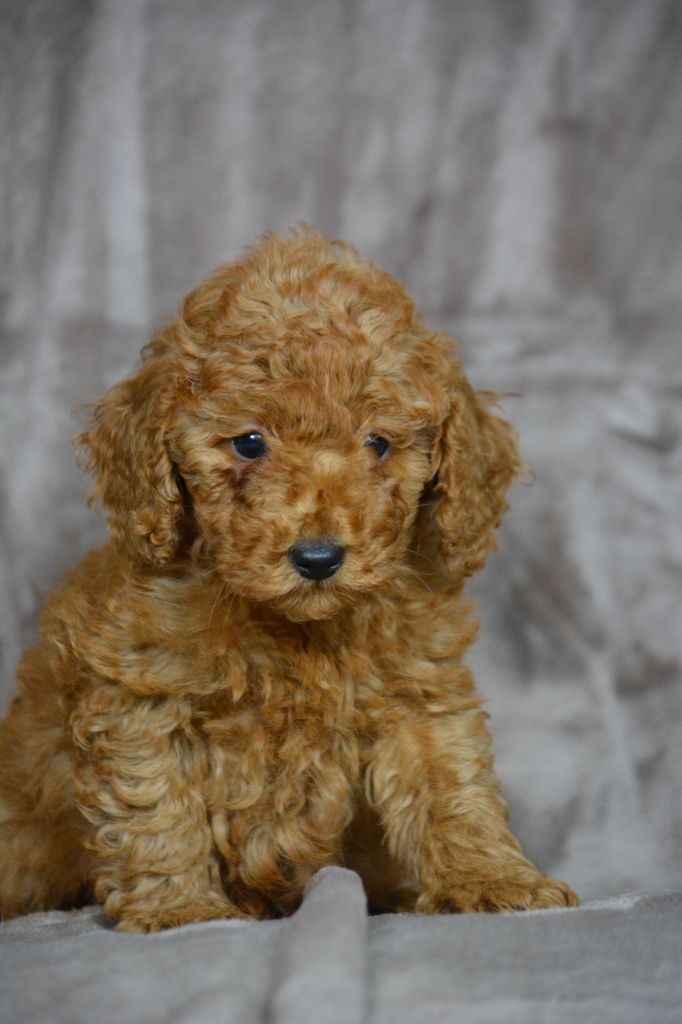 Of Aveburry Queen - Chiots disponibles - Caniche