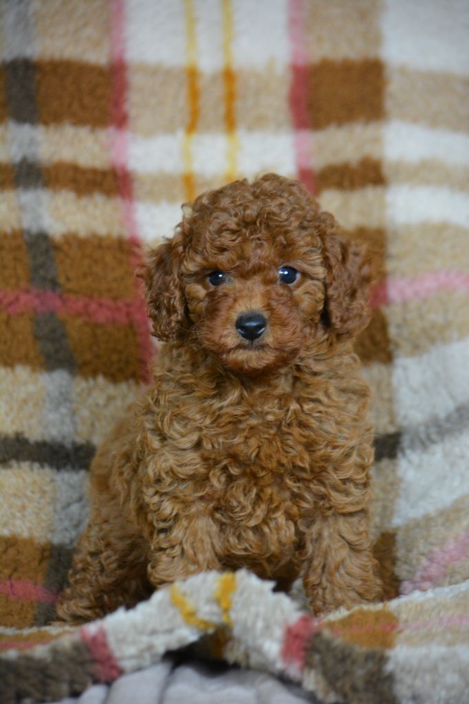 Of Aveburry Queen - Chiots disponibles - Caniche