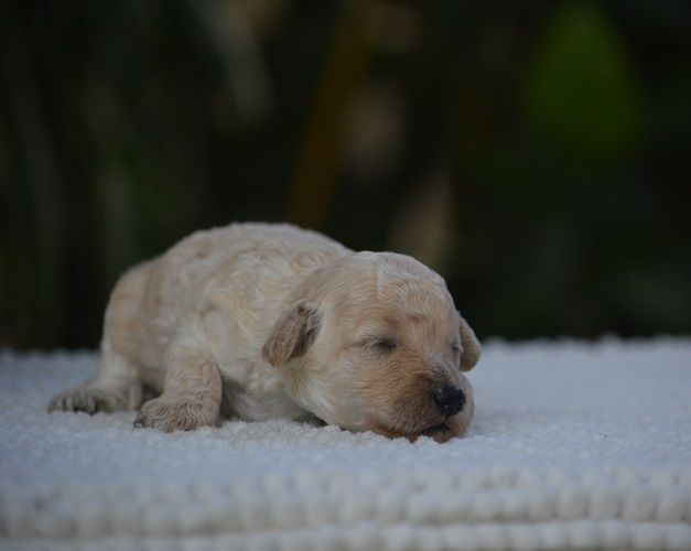 Of Aveburry Queen - Chiots disponibles - Caniche