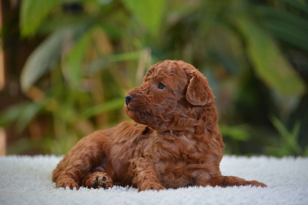 Of Aveburry Queen - Chiots disponibles - Caniche