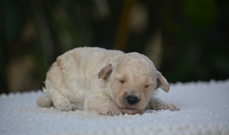 Of Aveburry Queen - Chiots disponibles - Caniche