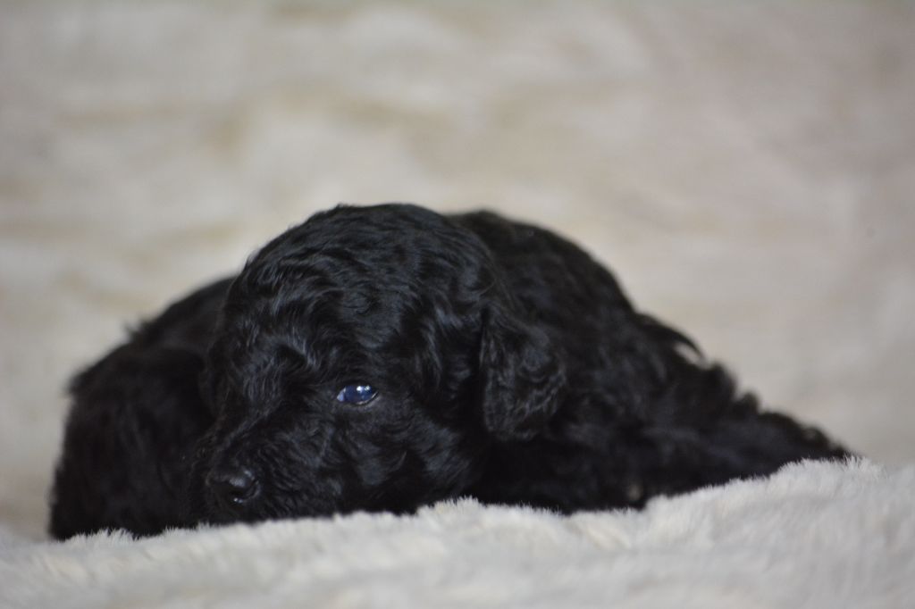 Of Aveburry Queen - Chiots disponibles - Caniche