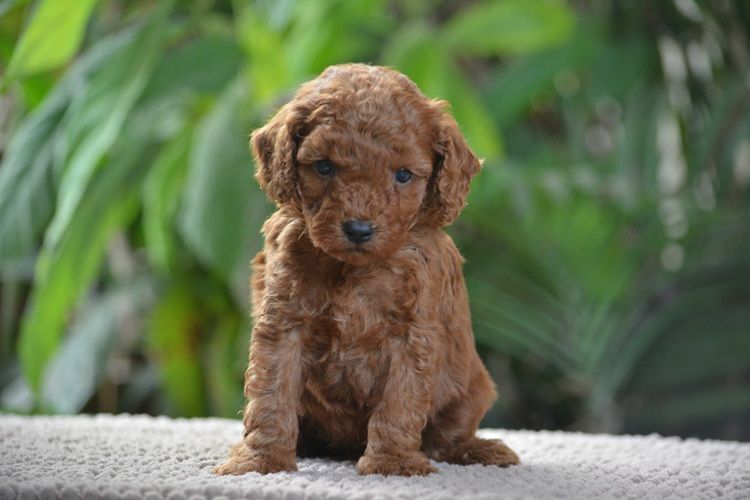 Of Aveburry Queen - Chiots disponibles - Caniche