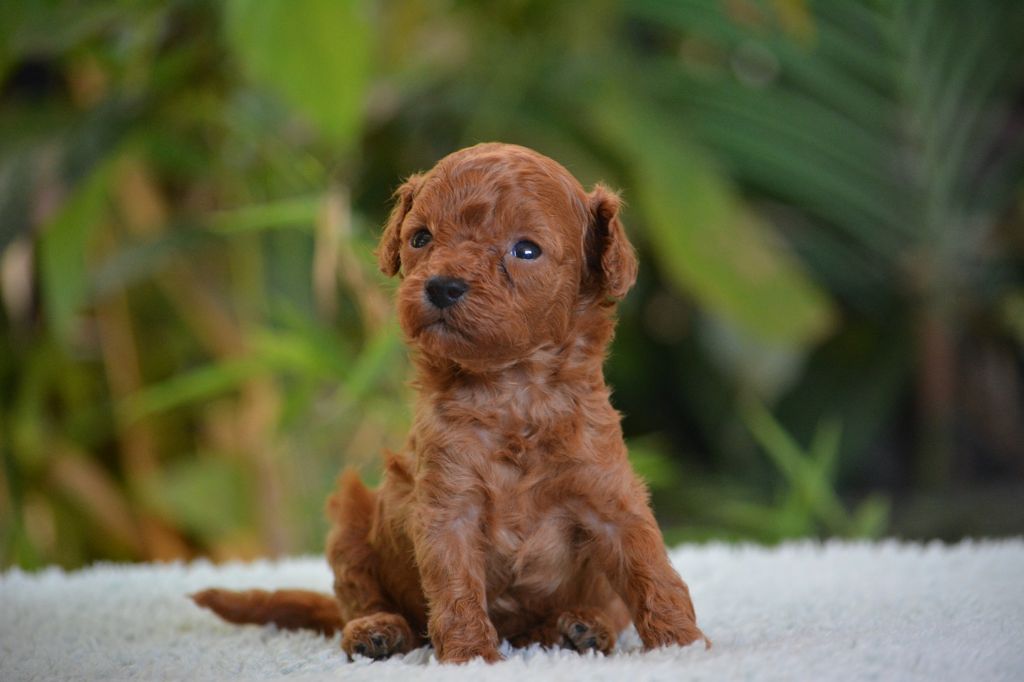 Of Aveburry Queen - Chiots disponibles - Caniche