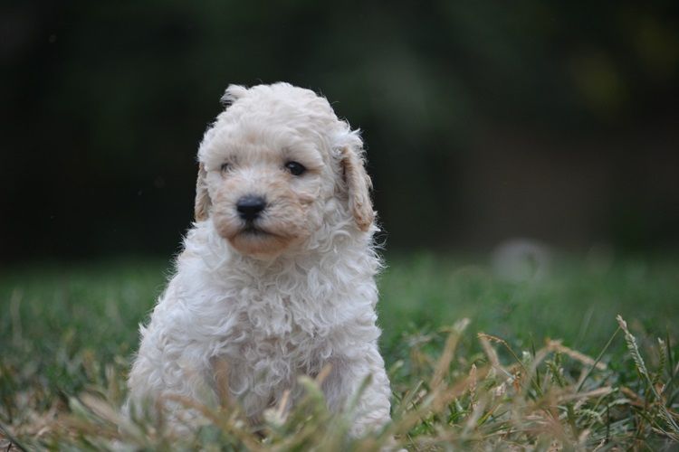 Of Aveburry Queen - Chiots disponibles - Caniche