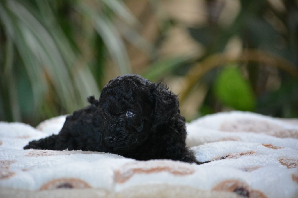 Of Aveburry Queen - Chiots disponibles - Caniche