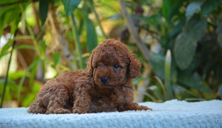 Of Aveburry Queen - Chiots disponibles - Caniche