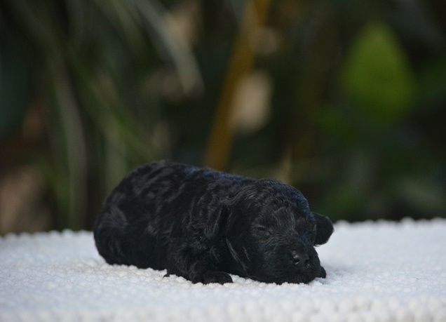 Of Aveburry Queen - Chiots disponibles - Caniche