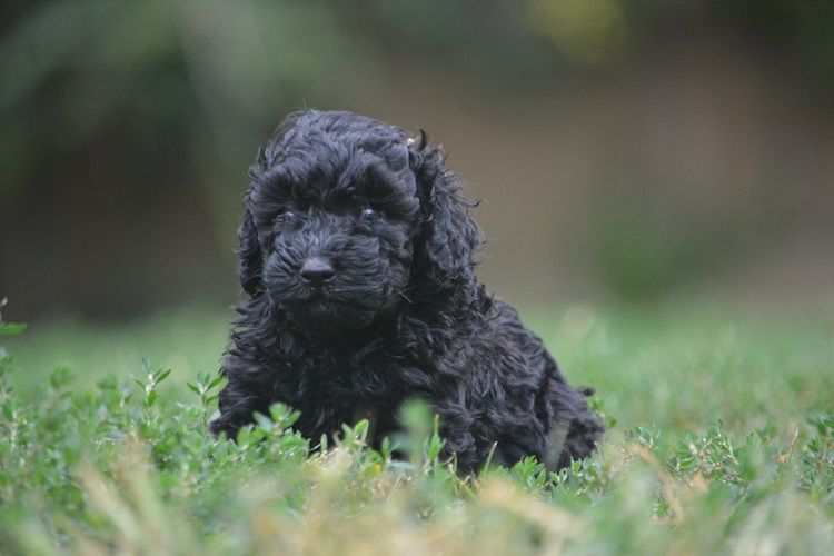 Of Aveburry Queen - Chiots disponibles - Caniche