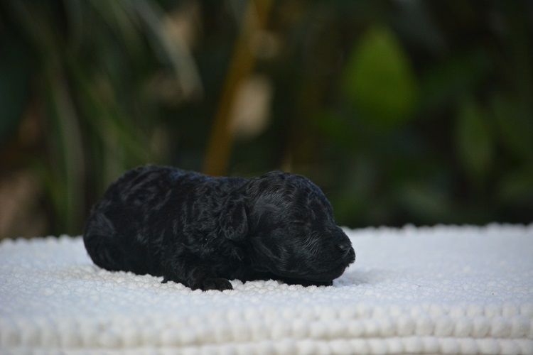 Of Aveburry Queen - Chiots disponibles - Caniche