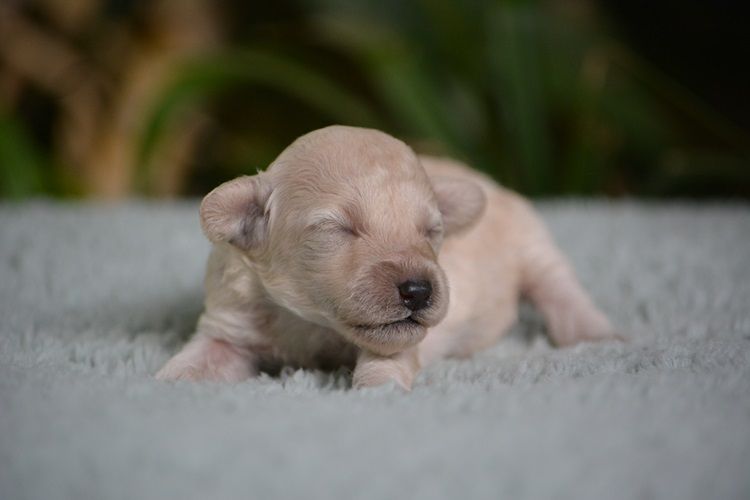 Of Aveburry Queen - Chiots disponibles - Caniche