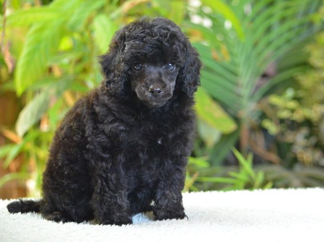 Of Aveburry Queen - Chiots disponibles - Caniche