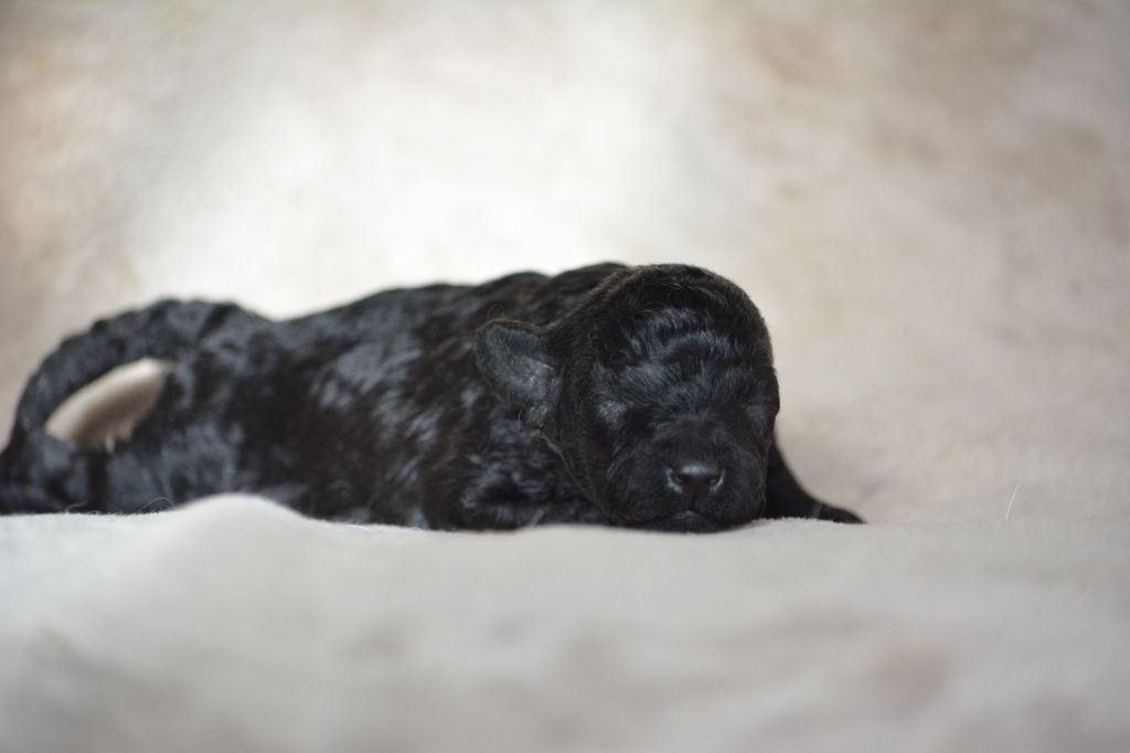 Of Aveburry Queen - Chiots disponibles - Caniche