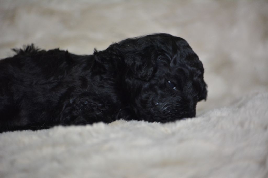 Of Aveburry Queen - Chiots disponibles - Caniche